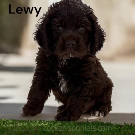 puppy, for, sale, Cocker Spaniel, Joe & Cherri  Overlease, dog, breeder, Miller, MO, dog-breeder, puppy-for-sale, forsale, nearby, find, puppyfind, locator, puppylocator, aca